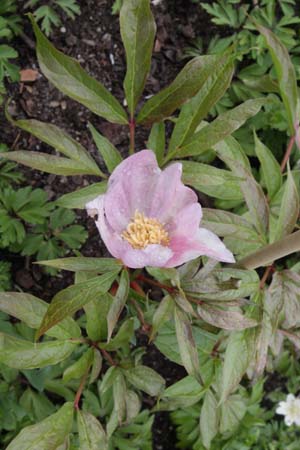 PAEONIA mairei W/O 7182