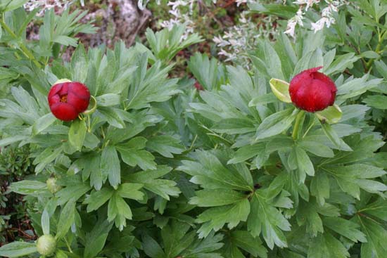 Paeonia peregrina