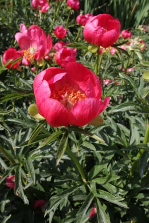 Paeonia peregrina 'Otto Froebel'