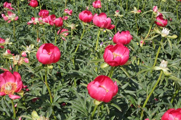 Paeonia peregrina 'Otto Froebel'