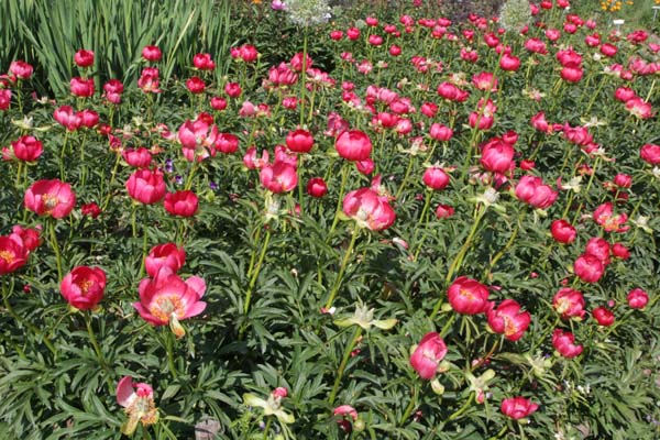 Paeonia peregrina 'Otto Froebel'