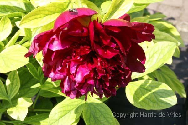 PAEONIA 'Red Charm'