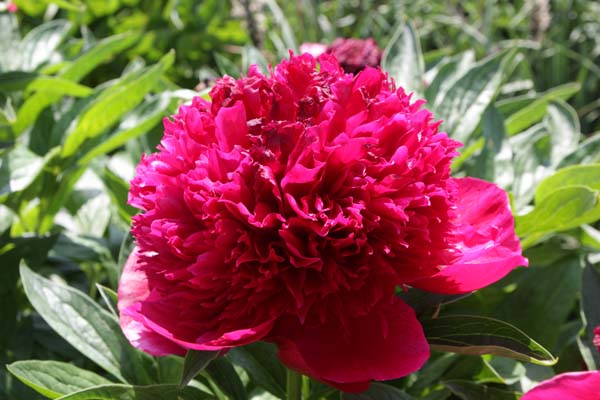 Paeonia 'Red Charm'