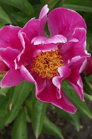 Paeonia anomala anomala (sinjianensis)