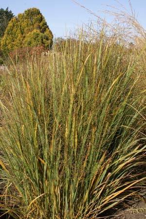 Panicum virgatum 'Northwind'