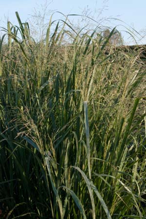 PANICUM virgatum 'Thundercloud'