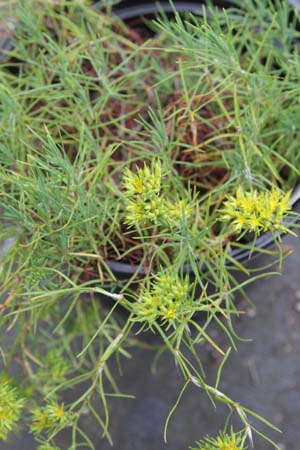 Paronychia dichotoma