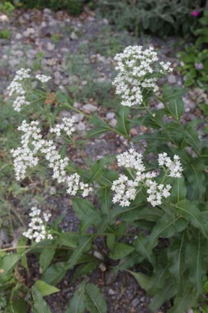 Parthenium integrifolium (Low hairy Form)