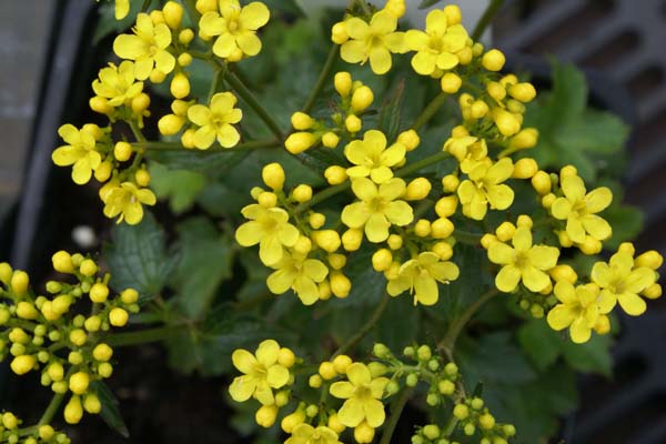 Patrinia triloba