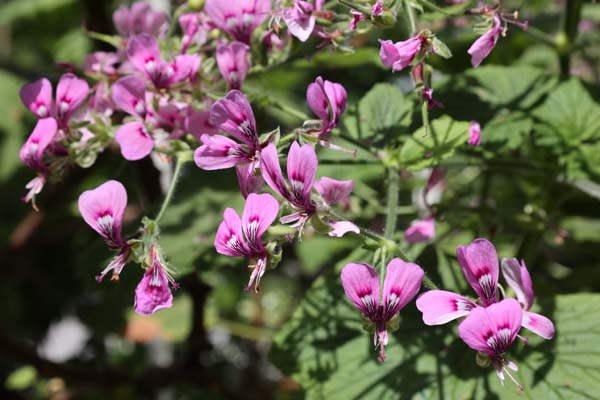 Pelargonium papilionaceum