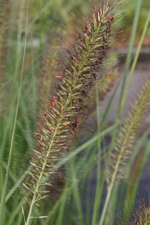 Pennisetum alopecuroides 'Cassian's Choice'