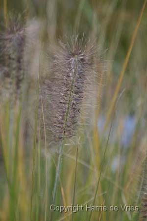 Pennisetum alopecuroides 'Hameln'