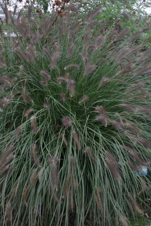 PENNISETUM alopecuroides 'Herbstzauber'