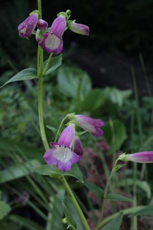 Penstemon 'Ellenbank Amethyst'