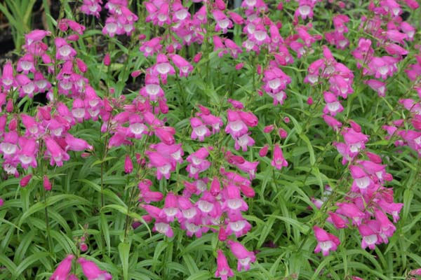 Penstemon ex 'Elgar Light of Life' zaailing