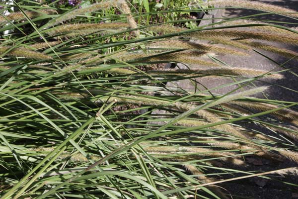 Pennisetum macrourum