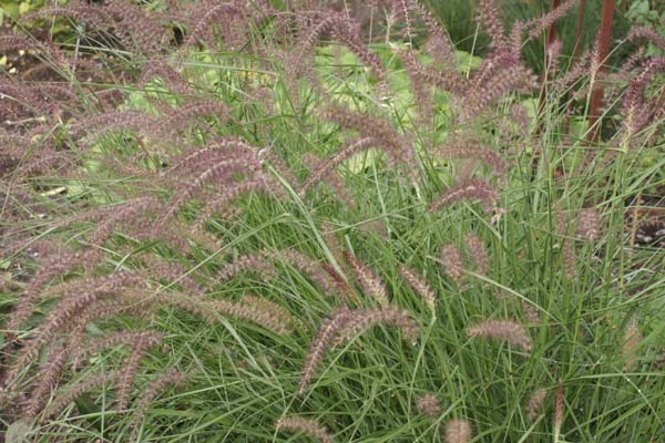 Pennisetum orientale 'Karley Rose'