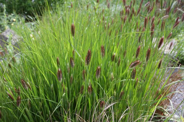 Pennisetum thunbergii 'Red Buttons'