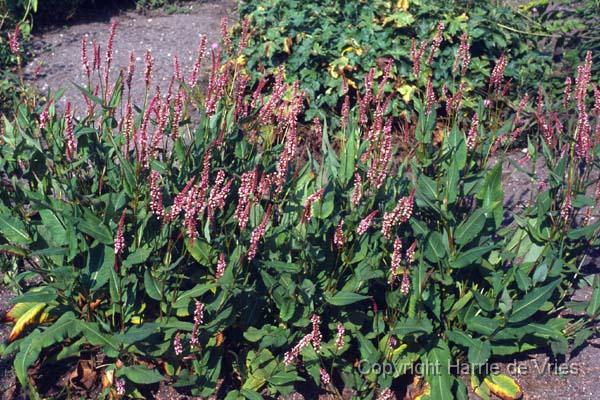 Persicaria amplexicaulis 'Early Pink Lady'