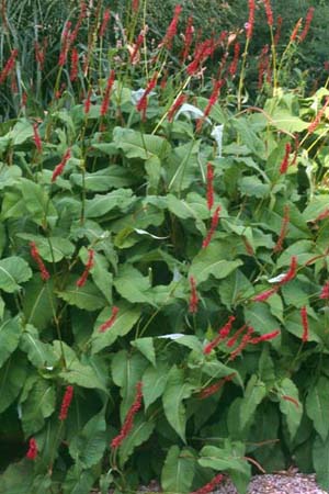 PERSICARIA amplexicaulis 'Fine Pink'