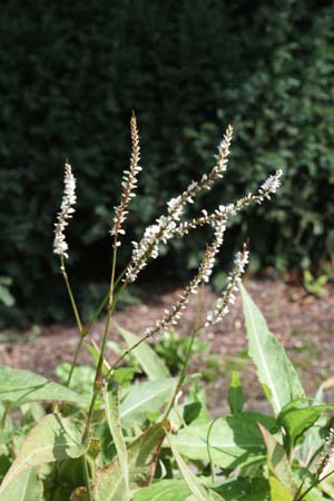 Persicaria amplexicaulis 'White Eastfield'