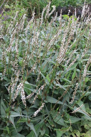 Persicaria amplexicaulis 'White Eastfield'