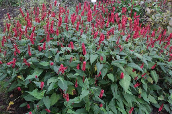 Persicaria amplexicaulis 'Blackfield'