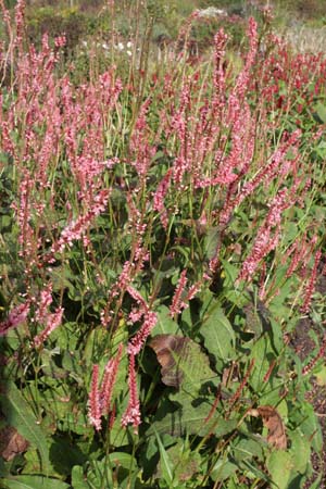 Persicaria amplexicaulis 'Fascination'