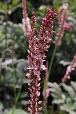 Persicaria amplexicaulis 'Fascination'