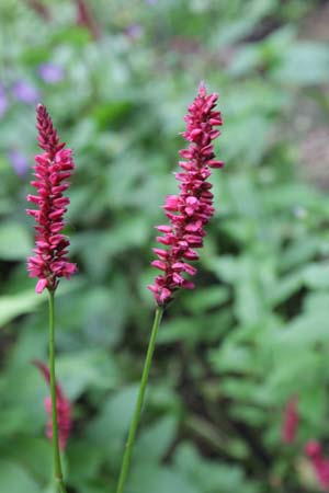 Persicaria amplexicaulis 'Lisan'