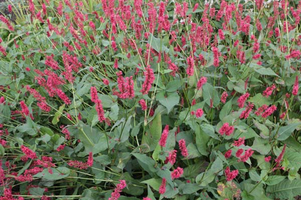 Persicaria amplexicaulis 'Miranda'