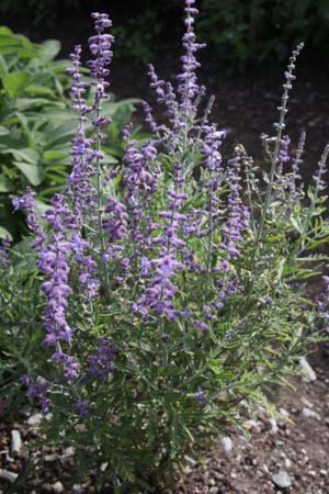 Perovskia atriplicifolia 'Blue Jane Baby'