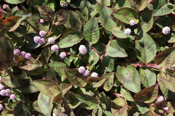 Persicaria capitata