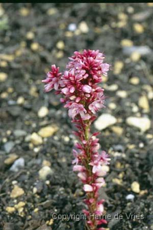 Persicaria amplexicaulis 'Fascination'