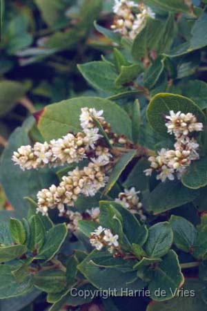 Persicaria kahil