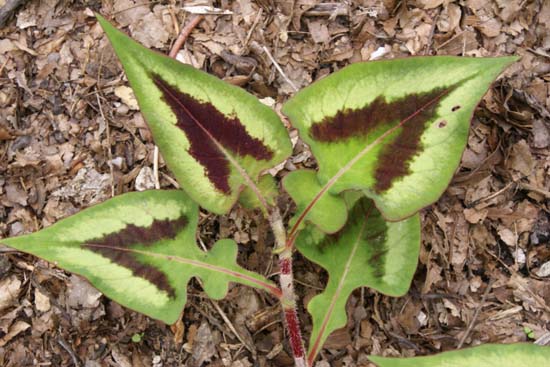 Persicaria microcephala 'Purple Fantasy'