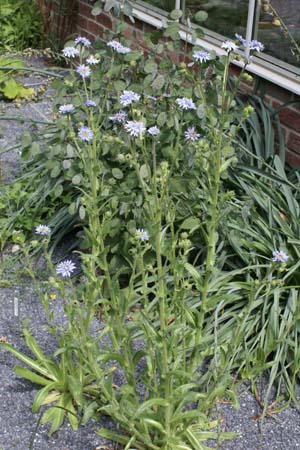 Perezia multiflora