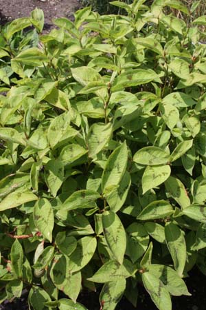 Persicaria virginiana 'Lance Corporal'