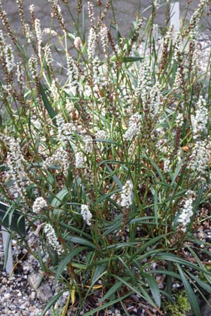 Persicaria vivipara