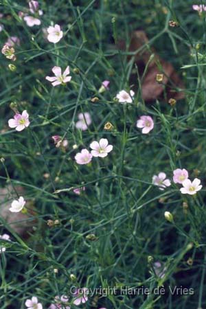 PETRORHAGIA illyrica haynaldiana