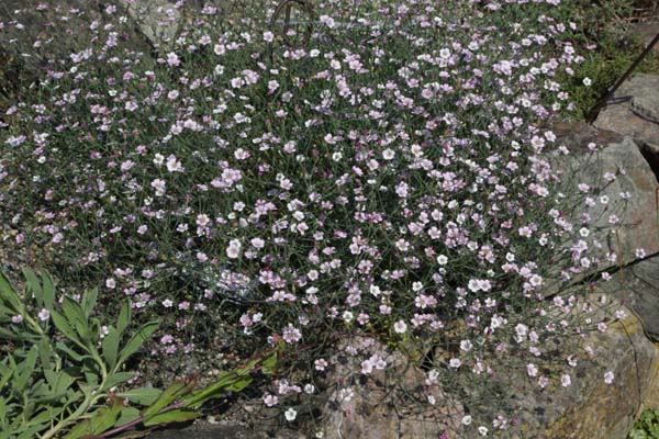 Petrorhagia illyrica haynaldiana