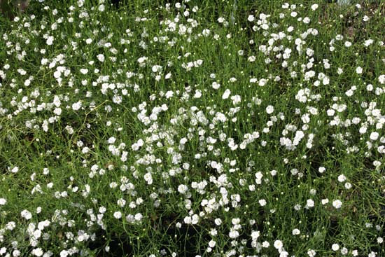 Petrorhagia saxifraga 'Alba Plena'