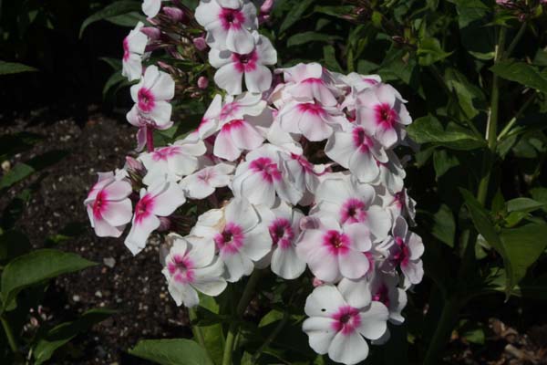 Phlox paniculata 'Aljonuschka'