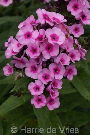 Phlox x arendsii 'Baby Face'