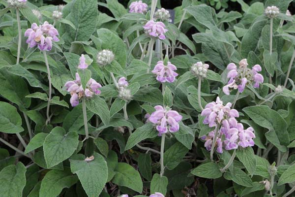 Phlomis cashmeriana