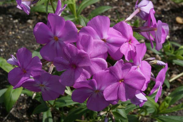 Phlox glaberrima 'Morris Berd'