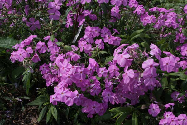 Phlox glaberrima 'Morris Berd'