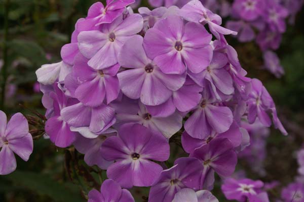 Phlox paniculata 'Lavendelwolke'