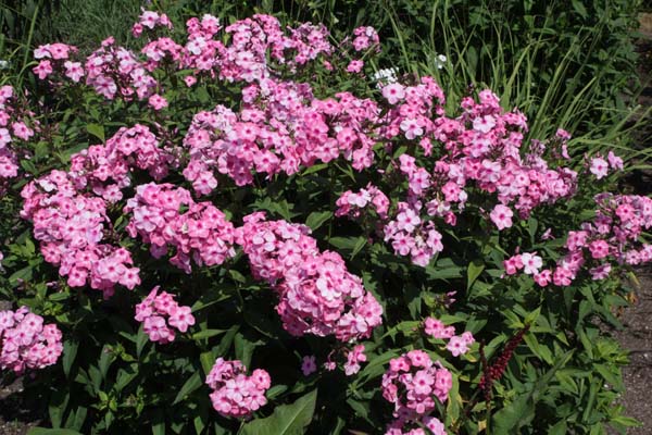 Phlox paniculata 'Oljenka'