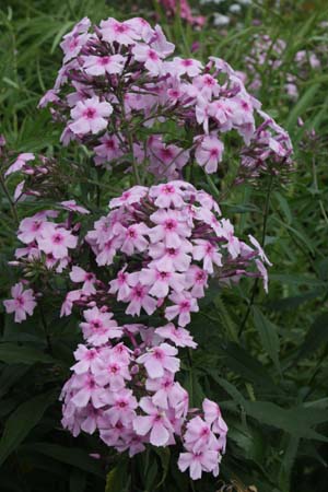 Phlox paniculata 'Charlotte'